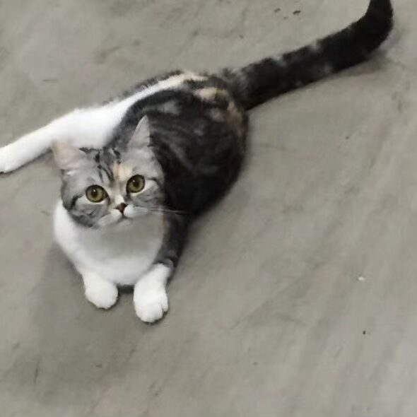 tuna